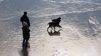 Two dogs with owners on beach The photograph is a landscape image captured at Salcombe North Sands, a coastal area in Devon, England, United Kingdom. The main subjects in the image are two black dogs running and playing near the edge of the sea, accompanied by two people who appear to be their owners. The beach is glistening with sunlight reflected off wet sand and shallow water, indicating that the photo was taken during the early afternoon. The people are dressed in warm clothing, including a winter jacket and a hat, which suggests that the season is winter. The image features animals and people engaging in outdoor activity on the shoreline of this well-known English beach.